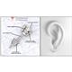 3 - Alina 1.50 ctw IGI Certified Round Lab Grown Diamond (5.80 mm) Solitaire Stud Earrings 